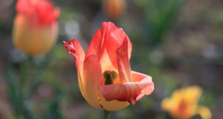 探究郁金香的寓意和花语（解密美丽花卉的隐含含义）