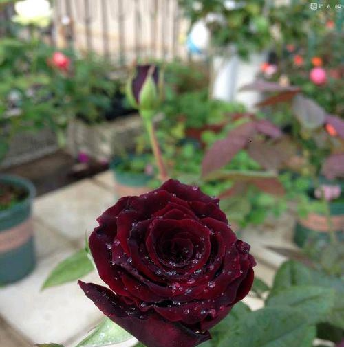 浅谈黑玫瑰的象征意义（探究黑玫瑰的起源和文化价值）