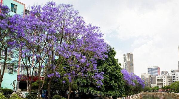 蓝楹树花语的深刻寓意（探究蓝楹树花语的文化内涵与象征意义）