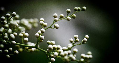 珍珠梅花的花语与象征意义（探寻珍珠梅花的美与哲思，绽放人生之美）