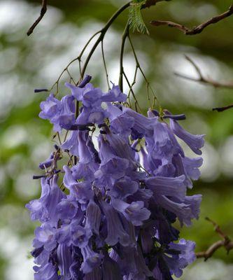 蓝楹花之意——浪漫、清新、静谧（揭开蓝楹花的花语之谜，传递浓郁情感）