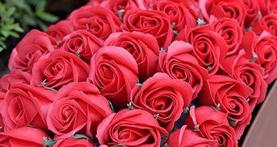 玫瑰花的各种代表意义（以颜色和数量为区分，了解玫瑰花的多重含义）