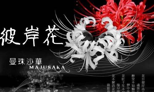 揭秘黑色彼岸花的花语（探究其神秘面纱下的内涵）
