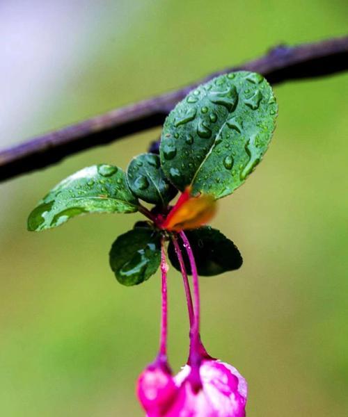 垂丝海棠的花语（探寻垂丝海棠花的内涵与意义）