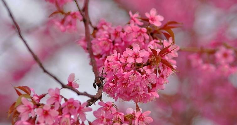 樱花的花语及寓意——送给谁最合适？（探索樱花背后的深层含义，解析送樱花适合的人群）