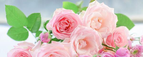 粉玫瑰花语（探究粉玫瑰的代表意义及文化内涵）