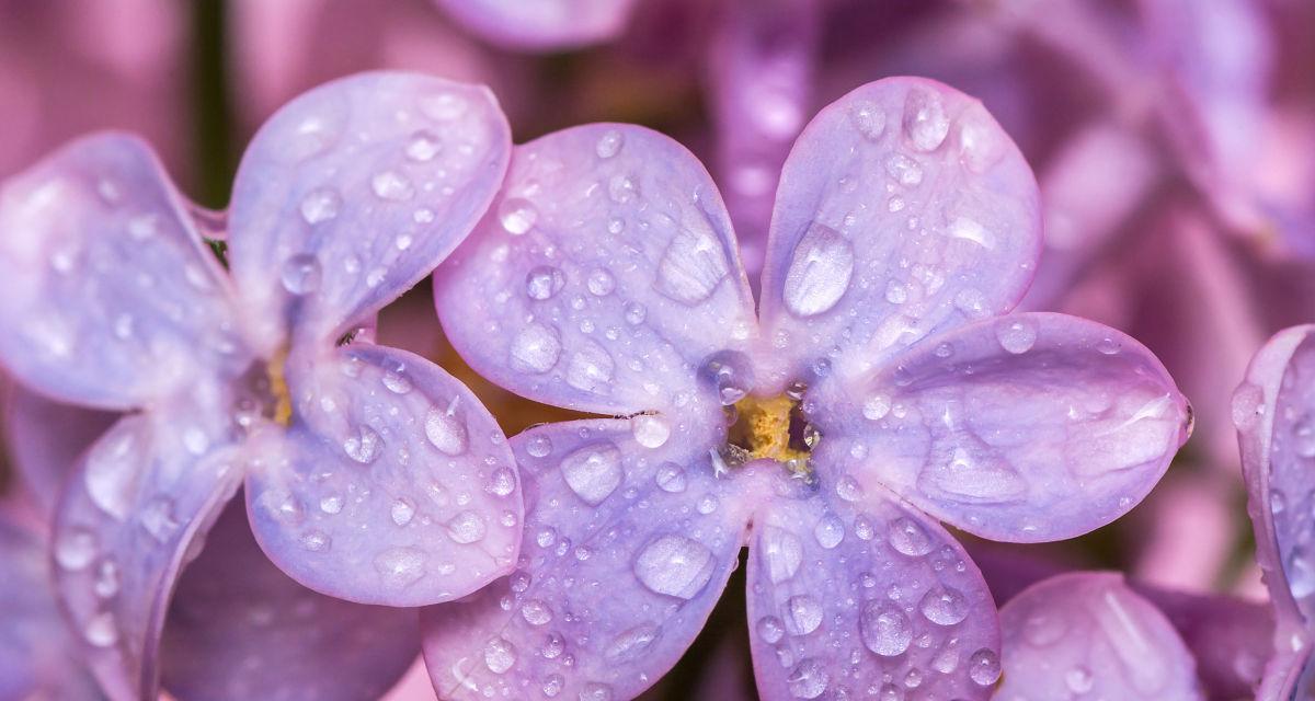 解读紫色丁香的花语（探寻紫色丁香花的内在世界）