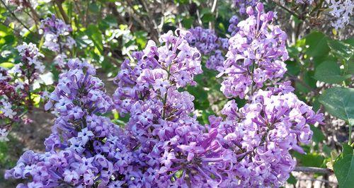 解读紫色丁香的花语（探寻紫色丁香花的内在世界）