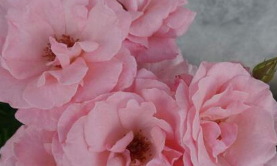 淡粉色玫瑰的花语（探寻淡粉色玫瑰的意义与传说）