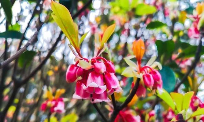 倒挂金钟，花开迎新春（寓意深刻，吉祥如意）