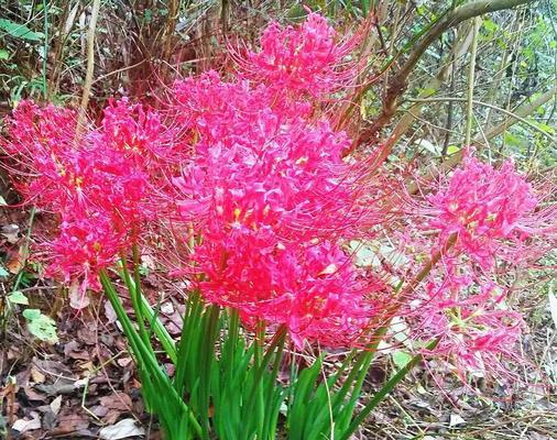 花开彼岸，寄托思念（探寻彼岸花的意义与传说）