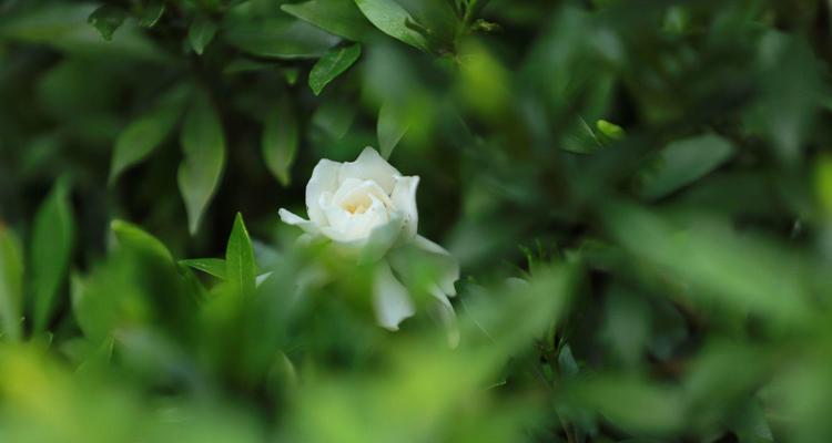 揭秘栀子花的真正花语（探究栀子花的花语背后的文化寓意）