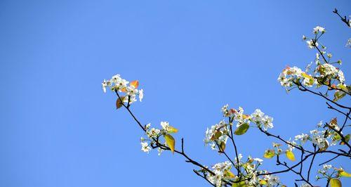 梨花的花语及象征意义（探寻梨花的丰富内涵）