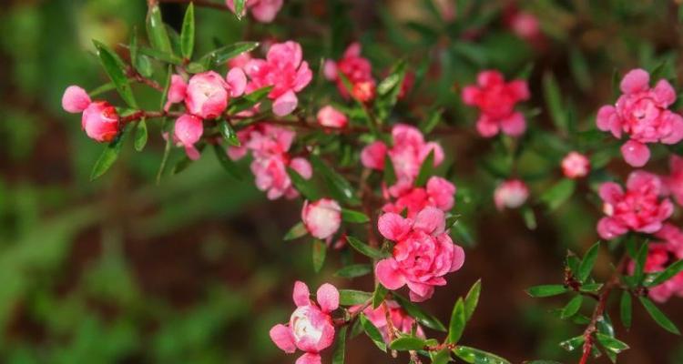 松红梅花语（传承文化，意蕴深远）