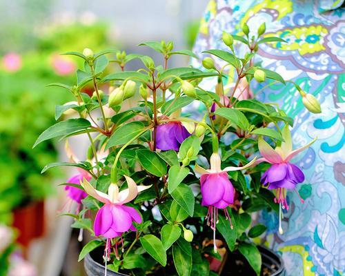 多年生植物的代表意义（探究多年生植物在生态、景观和文化方面的价值）