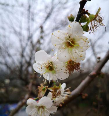 梅花的文化意义（探寻梅花的含义及寓意）