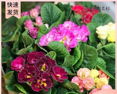 春之告白——解读樱花的花语（探寻冬樱花、重瓣樱花和樱花草的含义）