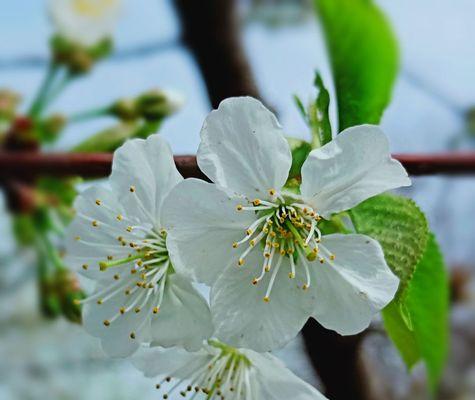 春之告白——解读樱花的花语（探寻冬樱花、重瓣樱花和樱花草的含义）