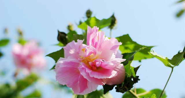 秋天的花园（缤纷多彩的花朵与秋天的美景交相辉映）