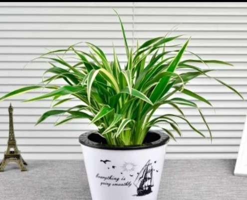 室内绿化植物品种：打造舒适宜人的室内环境