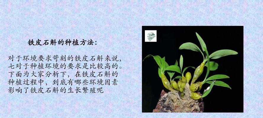 铁皮石斛的种植与养护（打造一片铁皮石斛花海，让你轻松掌握养殖技巧）