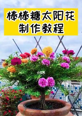 太阳花的冬季管理（如何让太阳花在冬季得到最佳护理？）