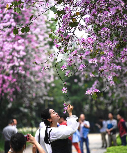 春天的紫荆花（开花时节、观赏价值及生长环境）