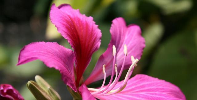 春天的紫荆花（开花时节、观赏价值及生长环境）