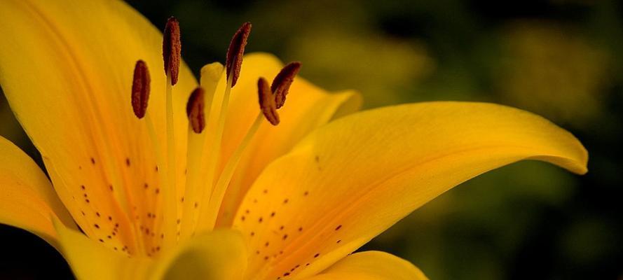 常见黄色花品种详解（探秘自然之美，品鉴多彩花海）