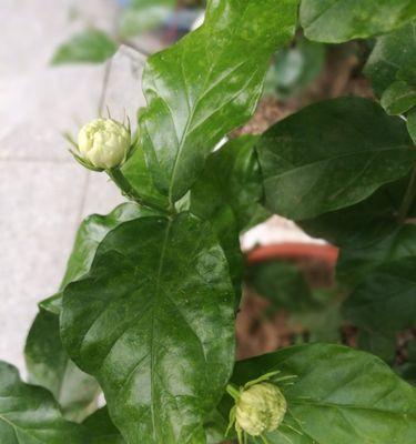 探秘茉莉花品种（了解茉莉花的种类和特点，美丽的花朵缤纷多彩）