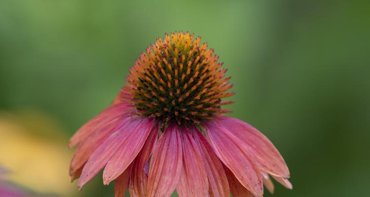 紫松果菊——一种美丽的常绿灌木（了解紫松果菊的外貌、栽培、用途与繁殖）