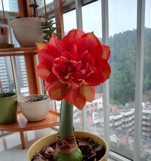 朱顶红的种植与养护（如何培育健康、美丽的朱顶红）
