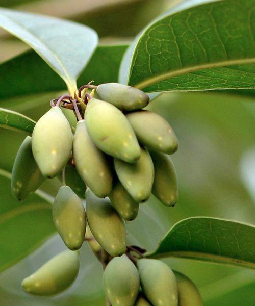 如何种植桂花树种子——从选种到成活（培育健康的桂花树苗，让家园更加美丽）