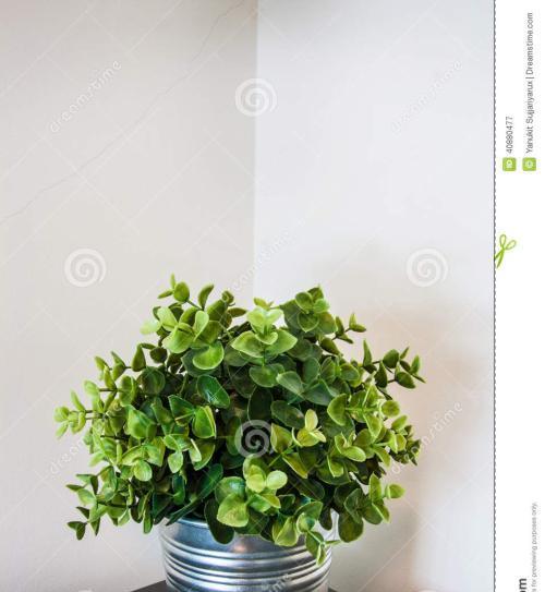 室内植物过冬养护指南（轻松拥有绿色生活，室内植物养殖方法大公开！）