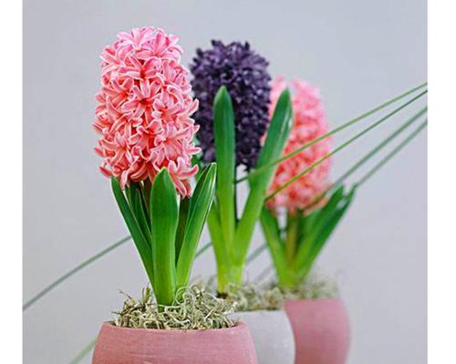 水中风信子的养殖方法（轻松掌握，无忧成长！）