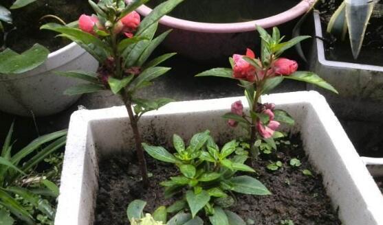 凤仙花的栽培方法（让花园更美丽，关注细节才能成功）