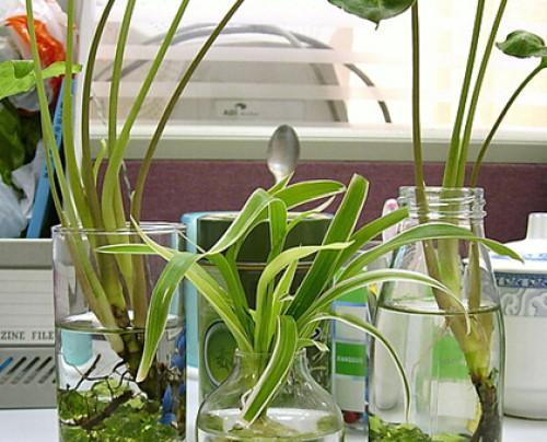 水培植物养殖方法（打造健康、美丽的水中花园）