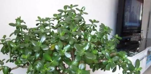 如何养护厚脸皮植物，让其健康茁壮（打造厚实绿色生命，打败枯萎死亡的威胁）