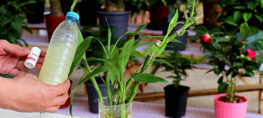 轻松学习富贵竹的种植方法（了解如何种植健康、茂盛的富贵竹）