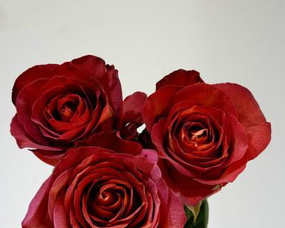 探秘红玫瑰花品种的世界（品种繁多，让我们一一了解）