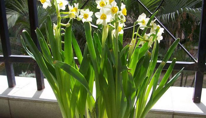 水仙花种植指南（全面解析水仙花的种植方法与技巧）