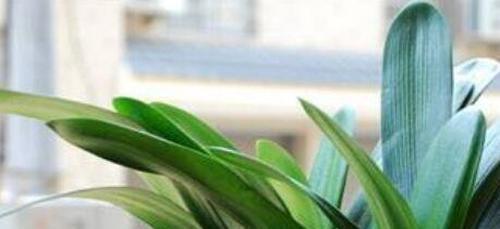 夏季如何养护君子兰？（打造繁盛的君子兰盆栽，夏季要注意的）