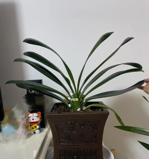 夏季如何养护君子兰？（打造繁盛的君子兰盆栽，夏季要注意的）