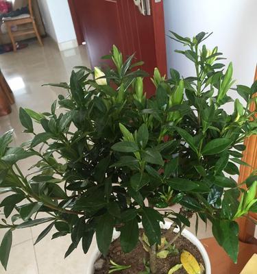 栀子花盆栽的养护指南（打造迷人的小花园，让栀子花开满窗台）