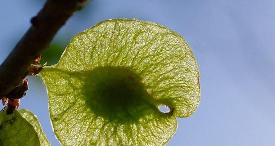 植物传播种子的方法（探究植物如何让下一代生根发芽）