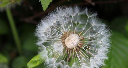 植物传播种子的方法（探究植物如何让下一代生根发芽）