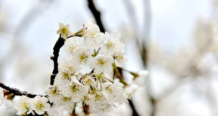 樱桃花开放时间及观赏技巧（赏花季节、区域分布和品种特点）