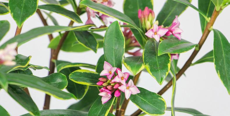 金边瑞香花叶子发黄怎么办？（教你解决瑞香花叶子发黄问题，让花儿重现生机）