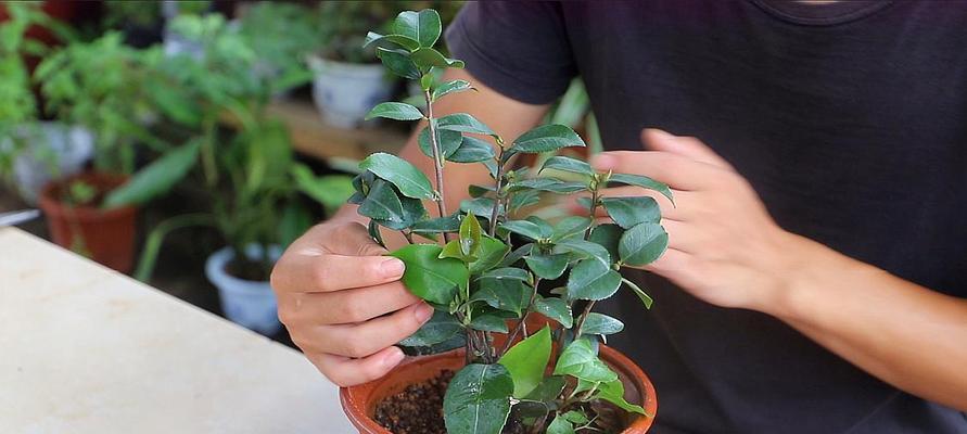 盆栽茶花的家庭养护方法（如何让你的盆栽茶花茁壮成长）