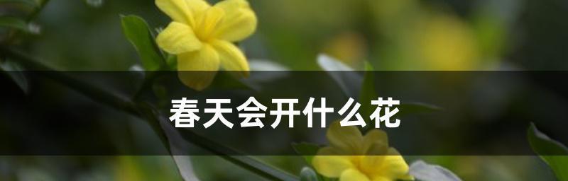 春季花卉盛开大全（赏花季节的美丽艳遇）